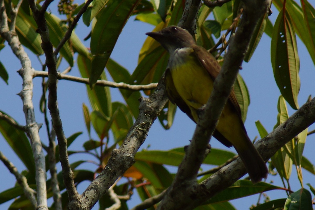 Sulphury Flycatcher - ML43818021