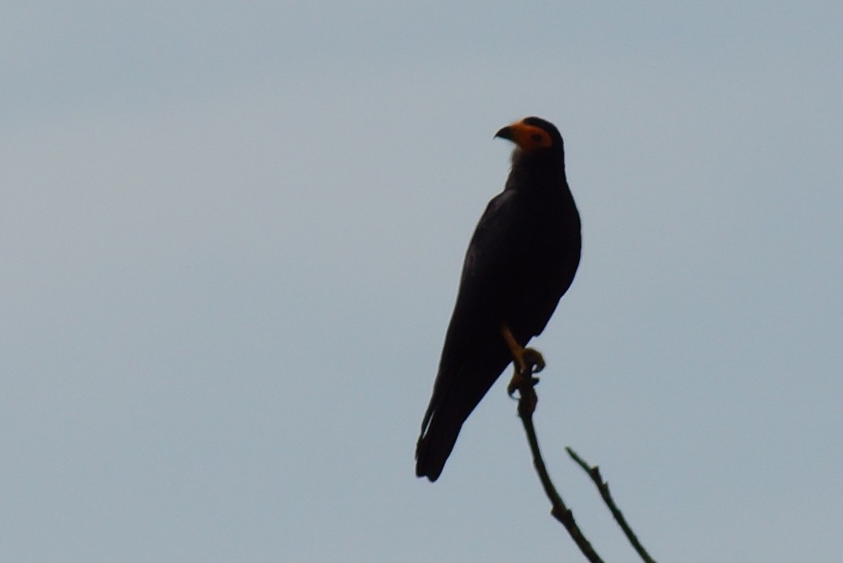 Black Caracara - Robin Oxley 🦉