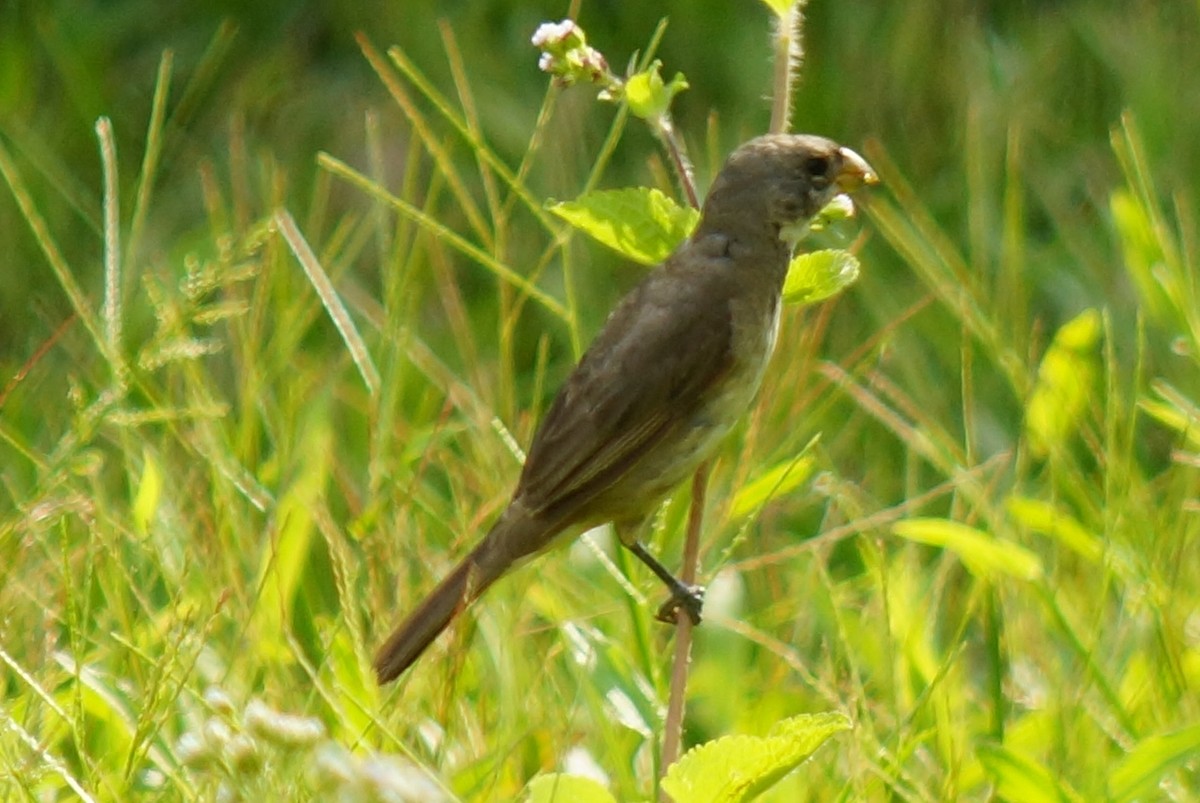 Double-collared Seedeater - Robin Oxley 🦉