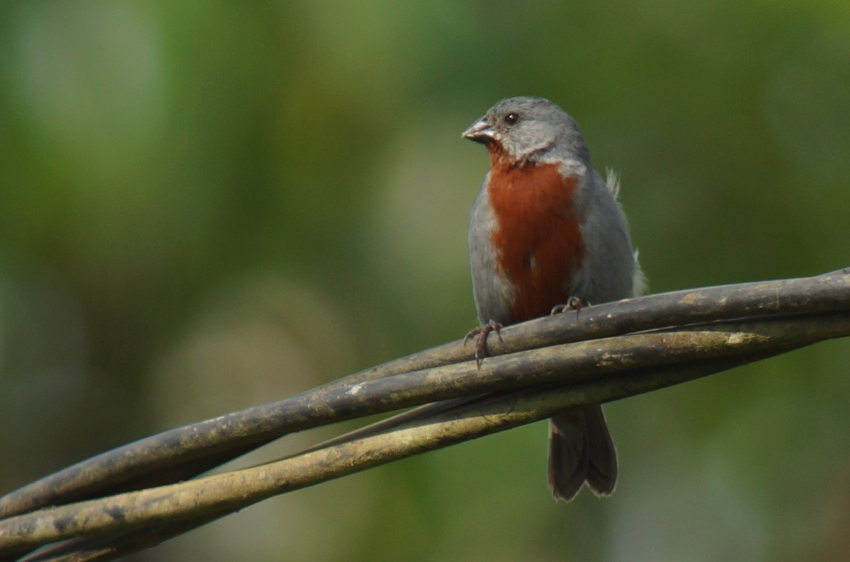 Chestnut-bellied Seedeater - ML43818171