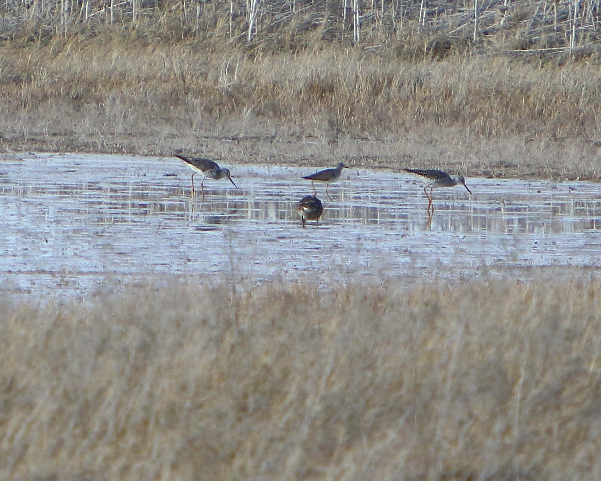 Lesser Yellowlegs - ML438182061