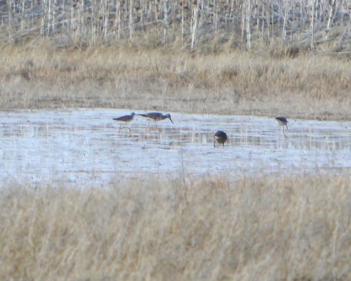 Lesser Yellowlegs - ML438182081