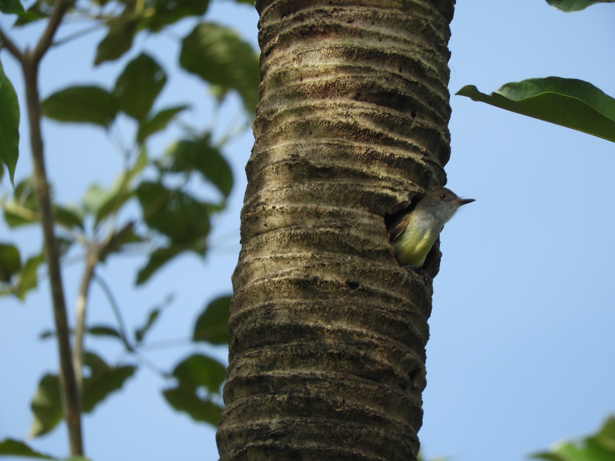 Dusky-capped Flycatcher - ML438182581