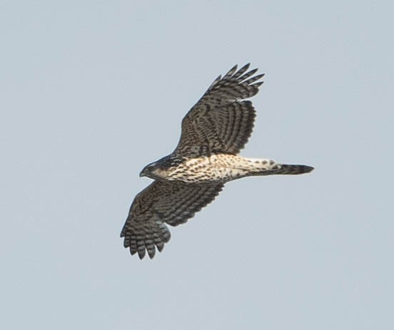 American Goshawk - ML438183941