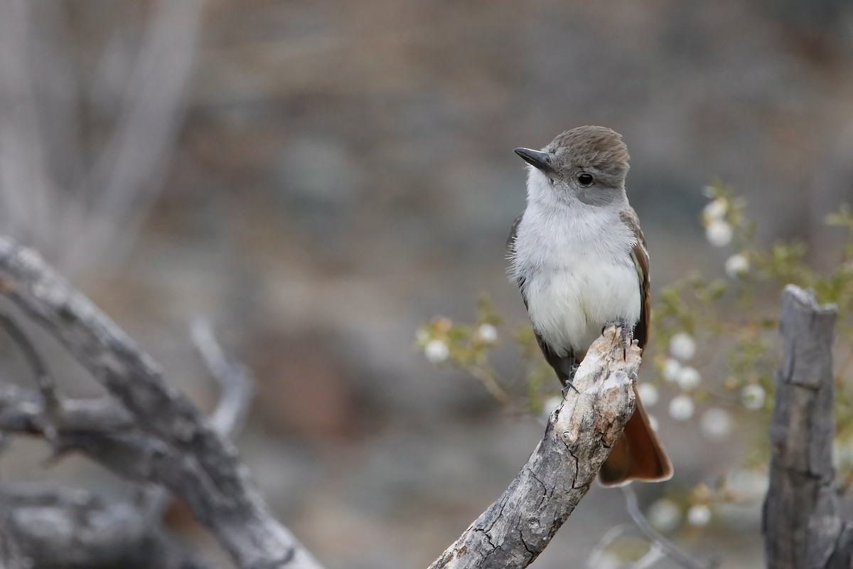 Ash-throated Flycatcher - ML438185191