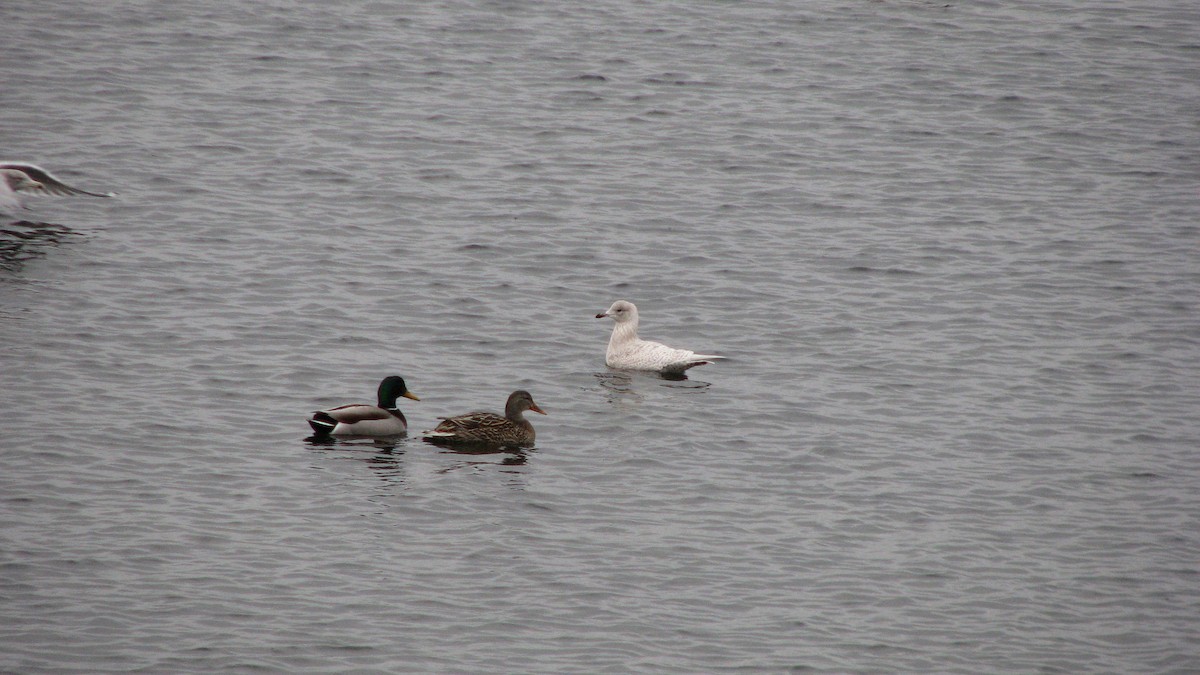 Iceland Gull (kumlieni) - Luis Mendes