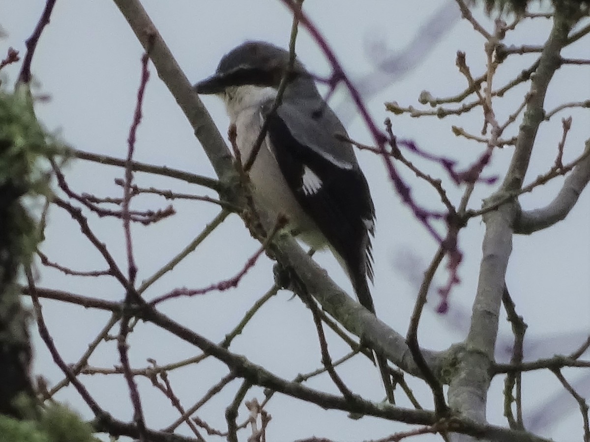 Iberian Gray Shrike - ML438188241
