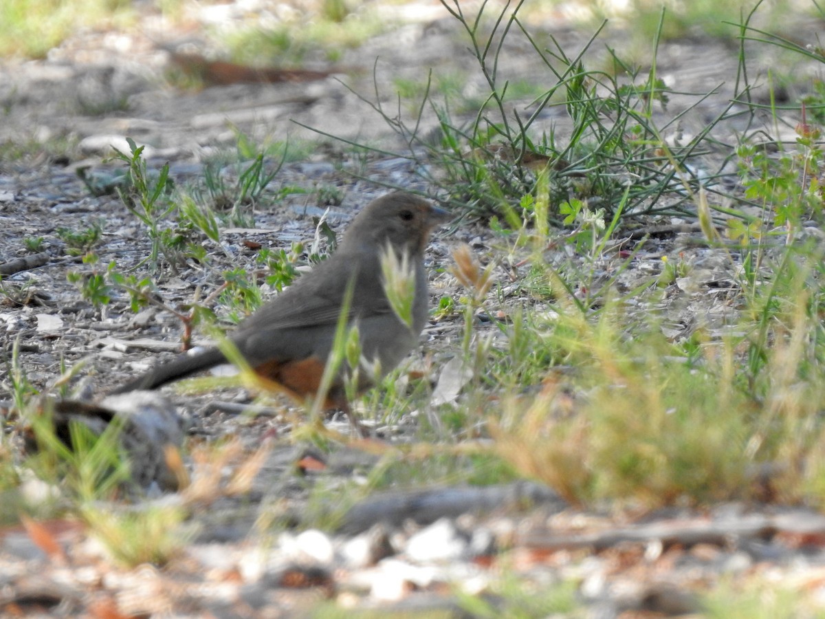 California Towhee - ML438188681