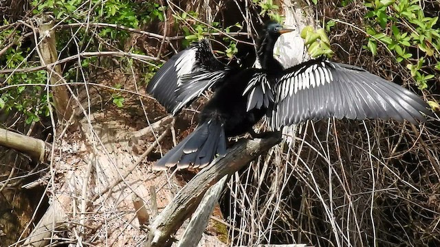 anhinga americká - ML438189081