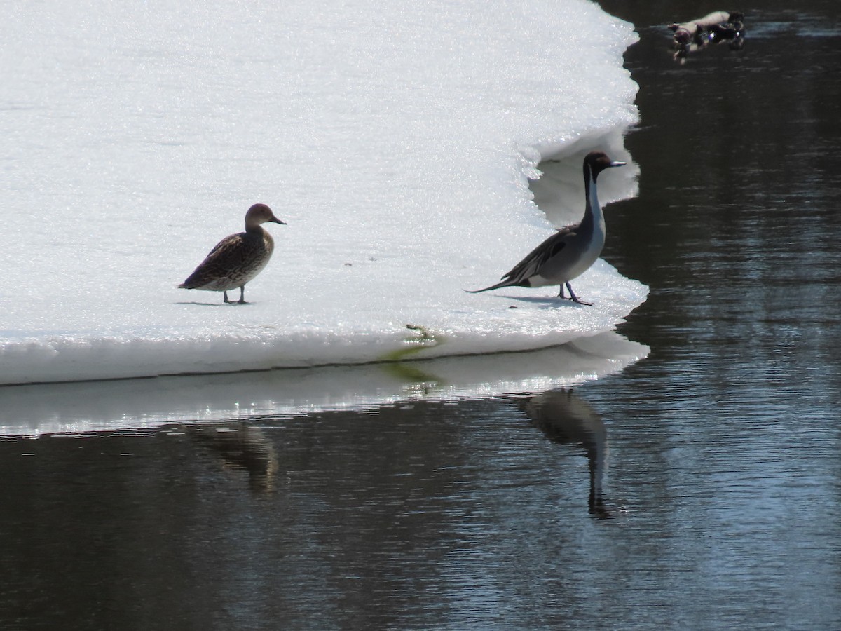 Northern Pintail - ML438189971