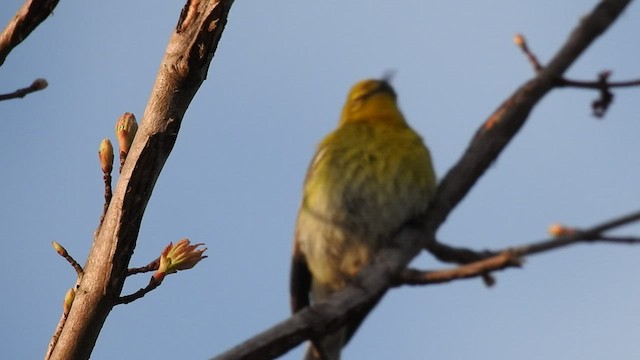 マツアメリカムシクイ - ML438193971