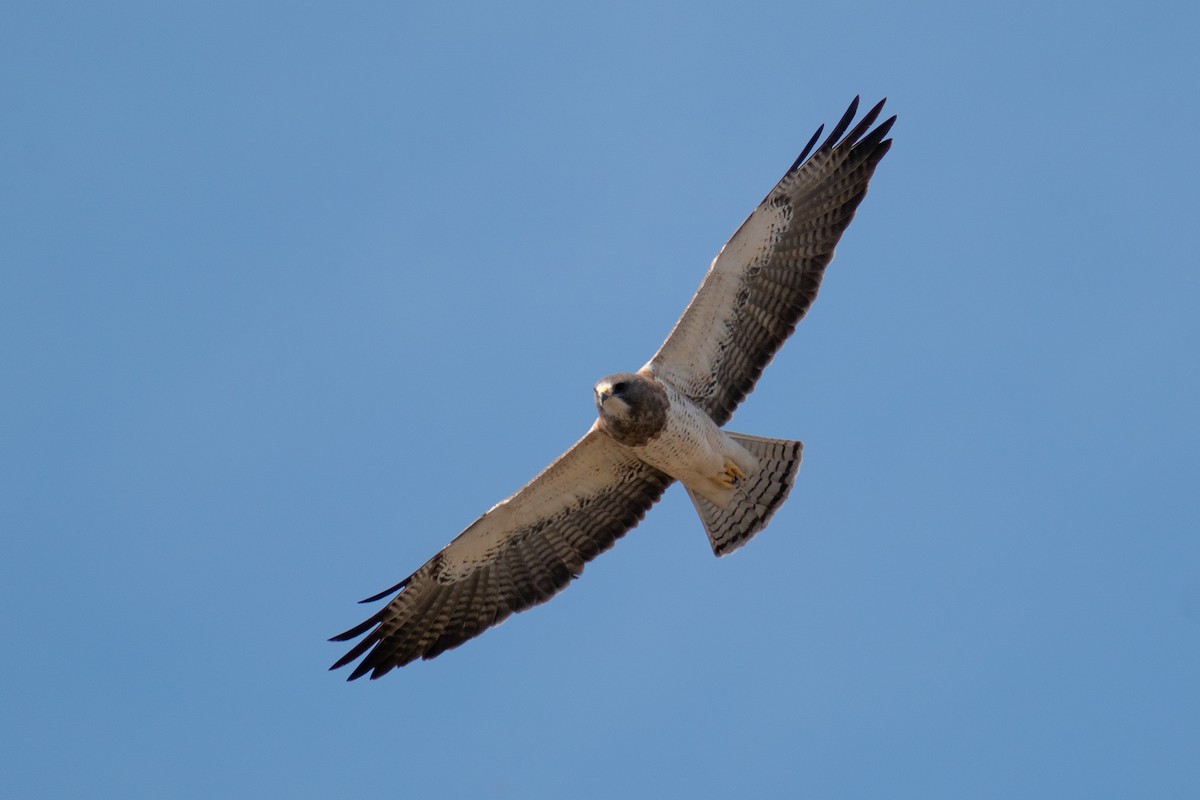 Swainson's Hawk - ML438195341