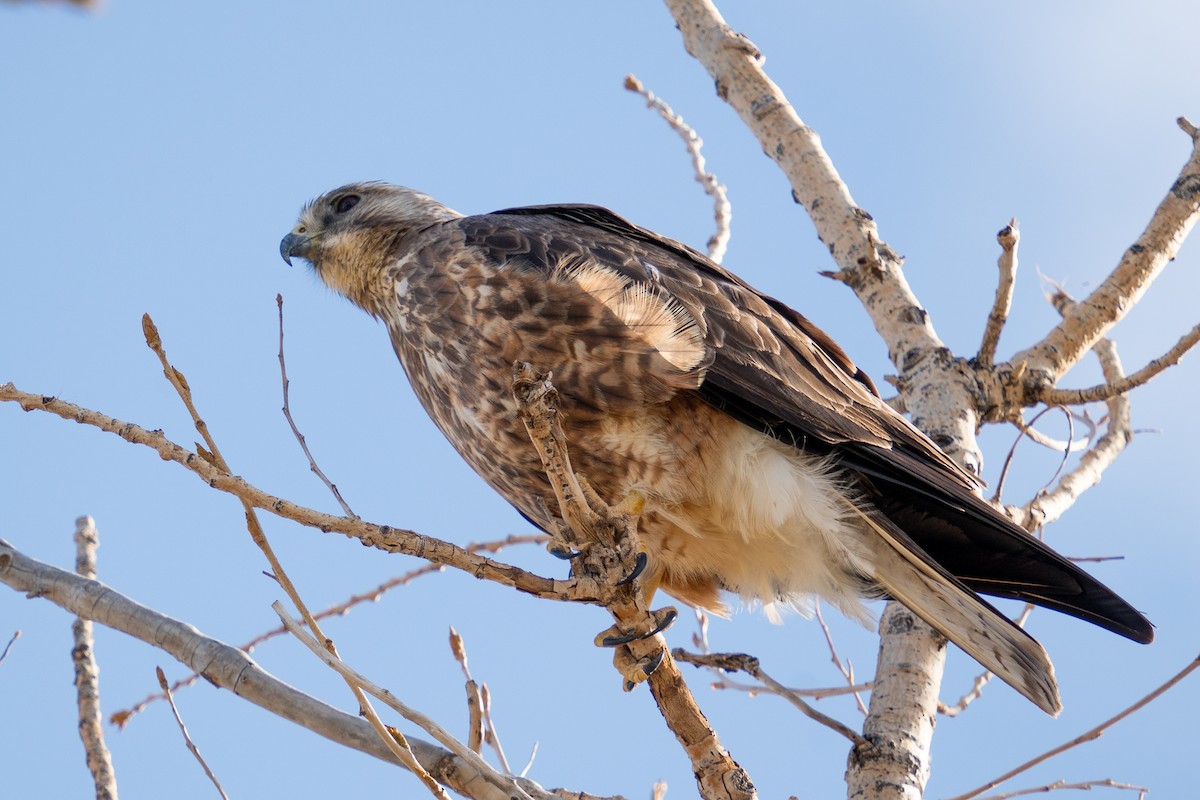 Swainson's Hawk - ML438195361