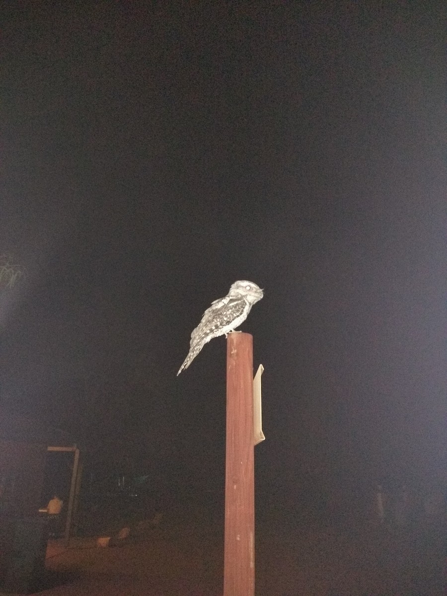 Tawny Frogmouth - ML438195451