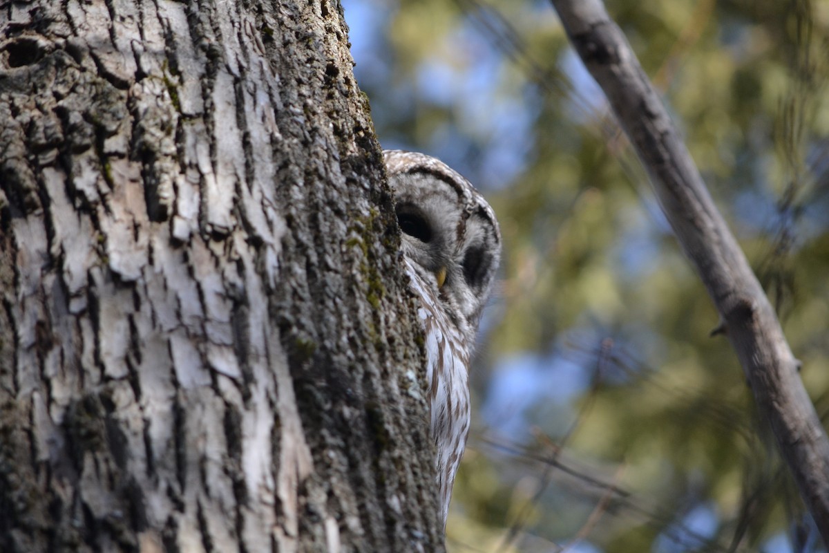 Barred Owl - ML438195501