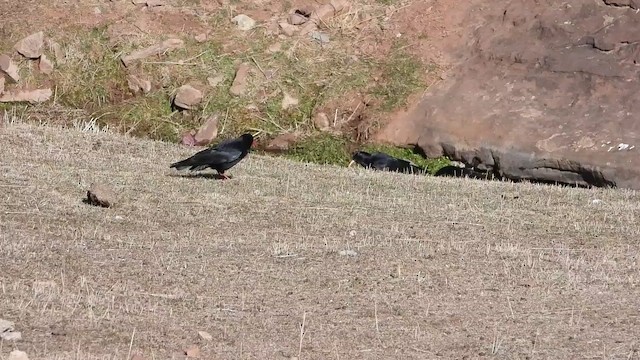 Red-billed Chough (Red-billed) - ML438195561