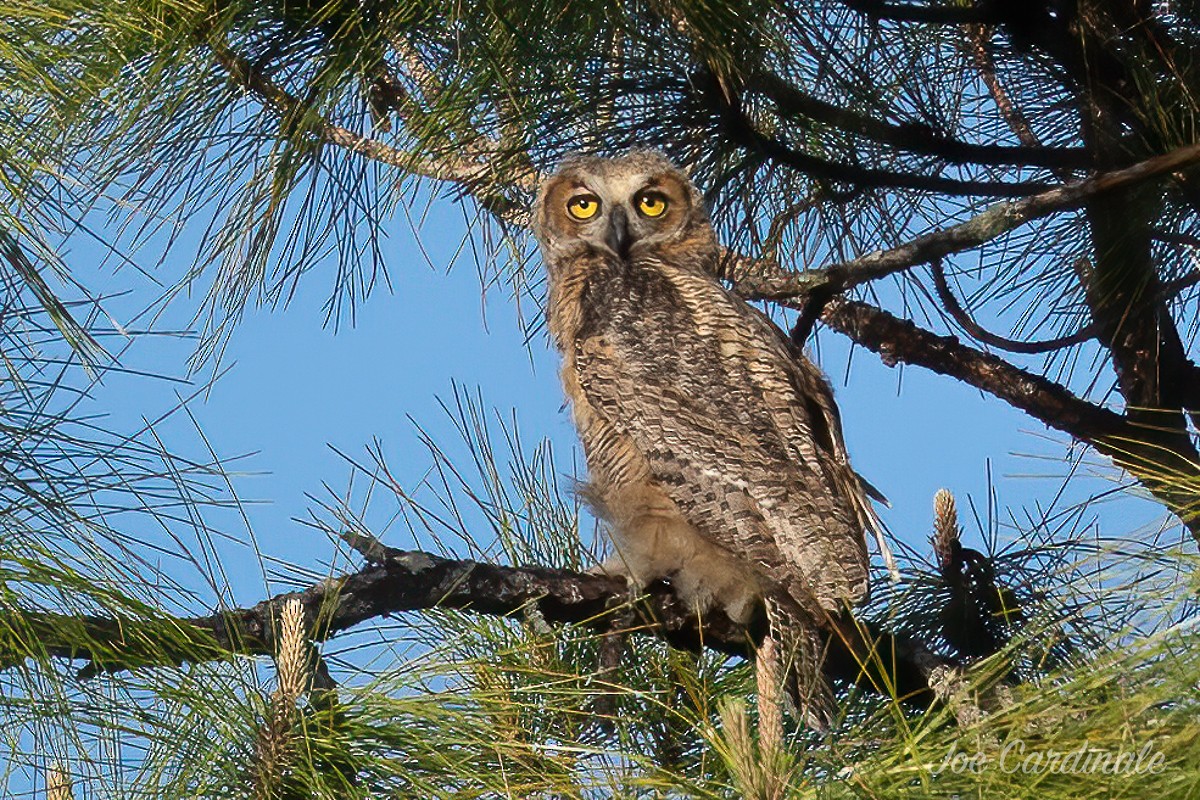 Great Horned Owl - ML438195771