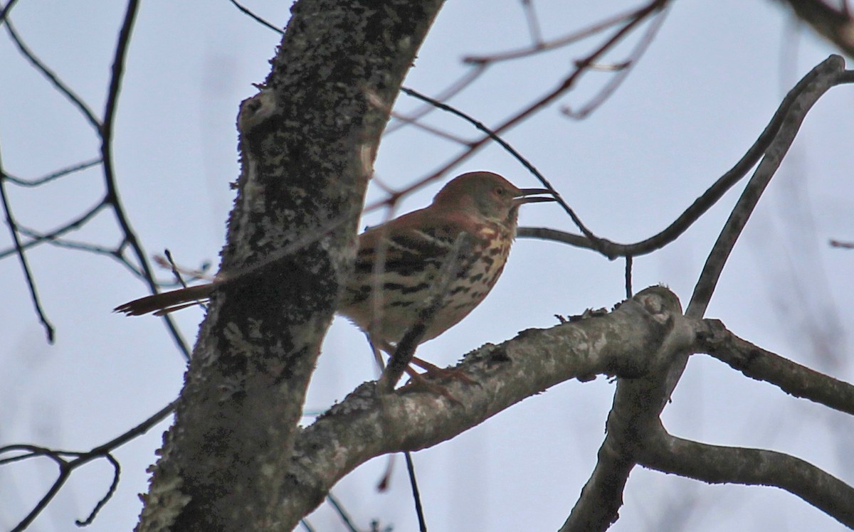 Brown Thrasher - ML438195891