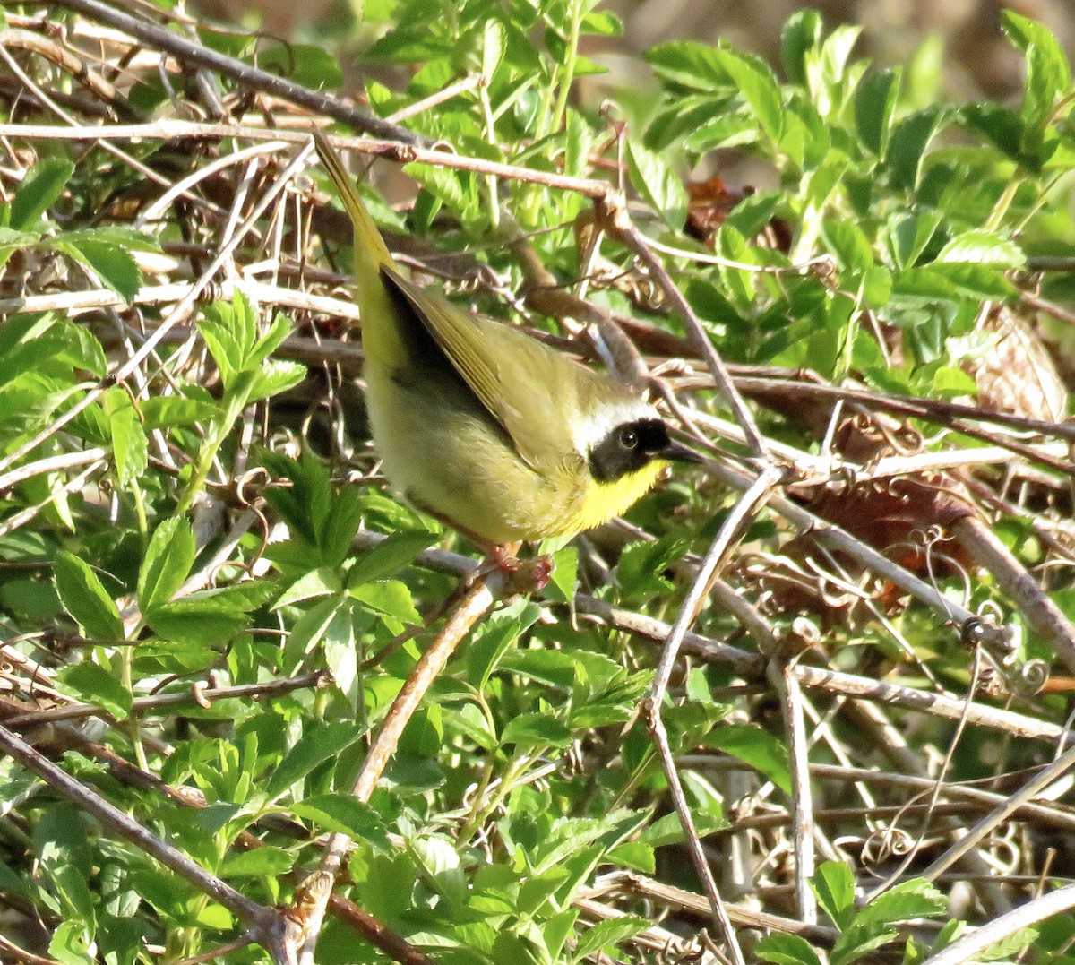 Common Yellowthroat - ML438196071