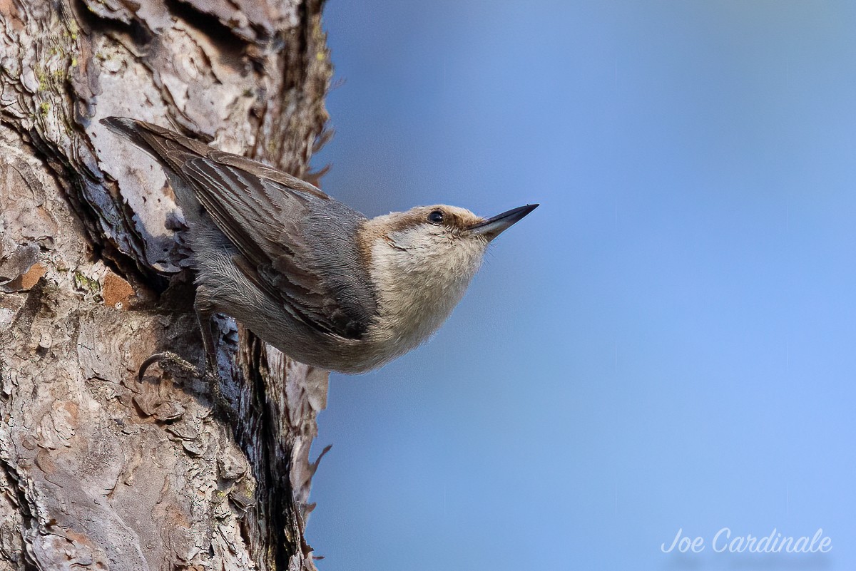 Brown-headed Nuthatch - ML438196141
