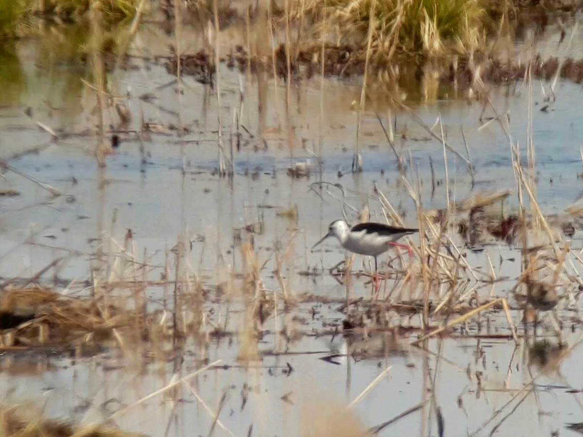 Black-winged Stilt - ML438196511