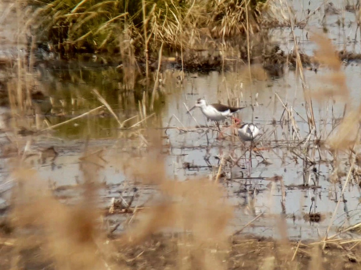 Black-winged Stilt - ML438196521