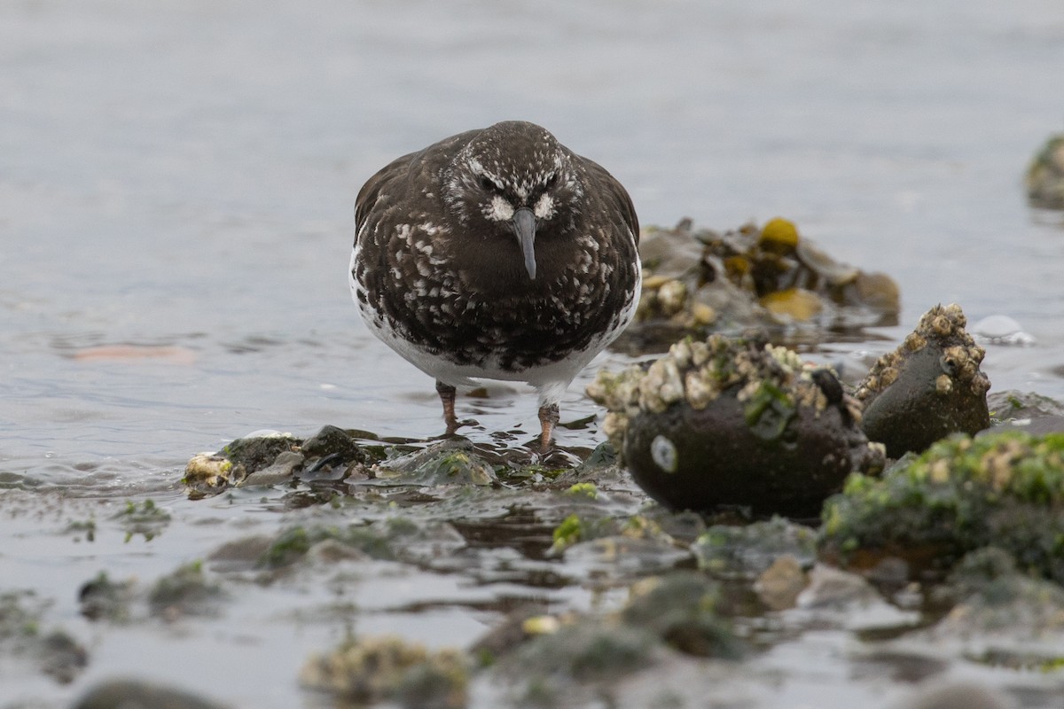 Black Turnstone - ML438196801