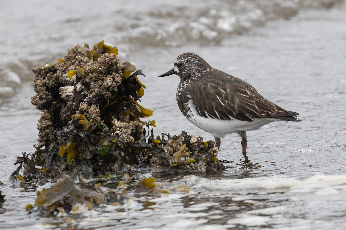 Black Turnstone - ML438196811