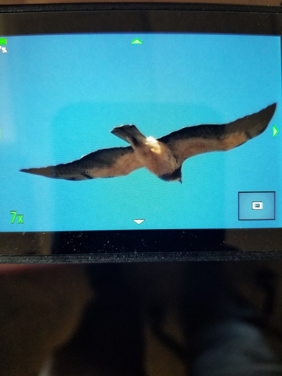 Swainson's Hawk - ML438198281