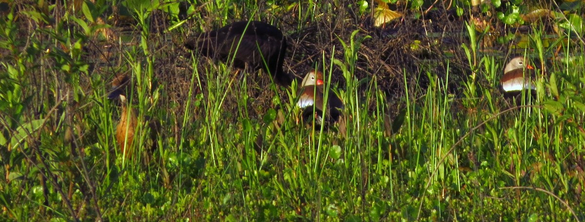 Fulvous Whistling-Duck - ML438198621