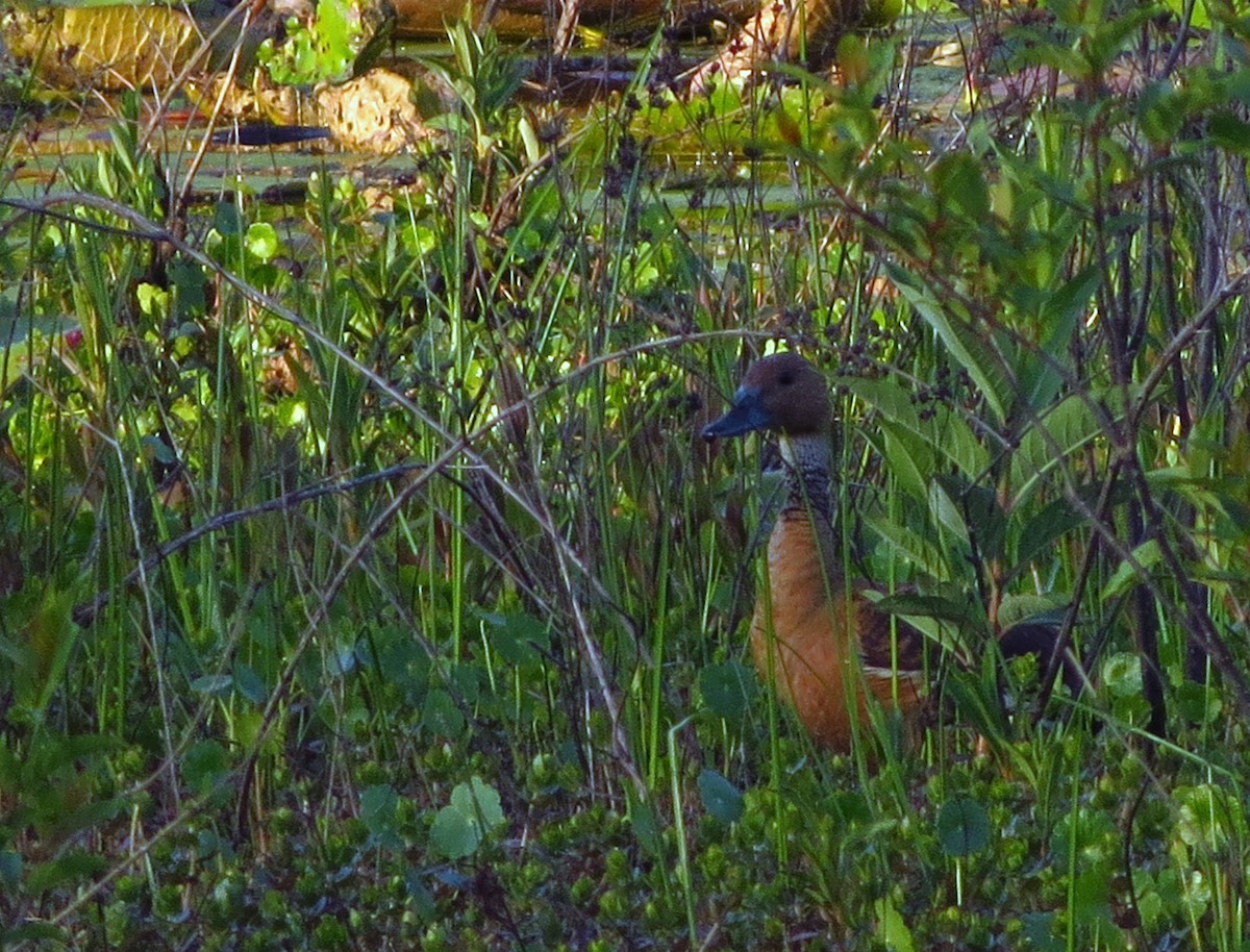 Fulvous Whistling-Duck - ML438198641