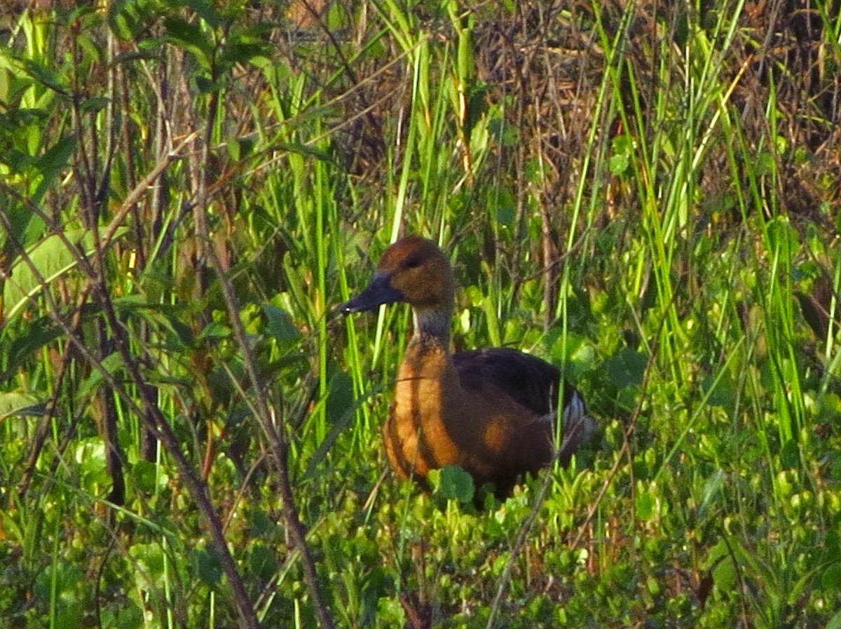 Fulvous Whistling-Duck - ML438198701