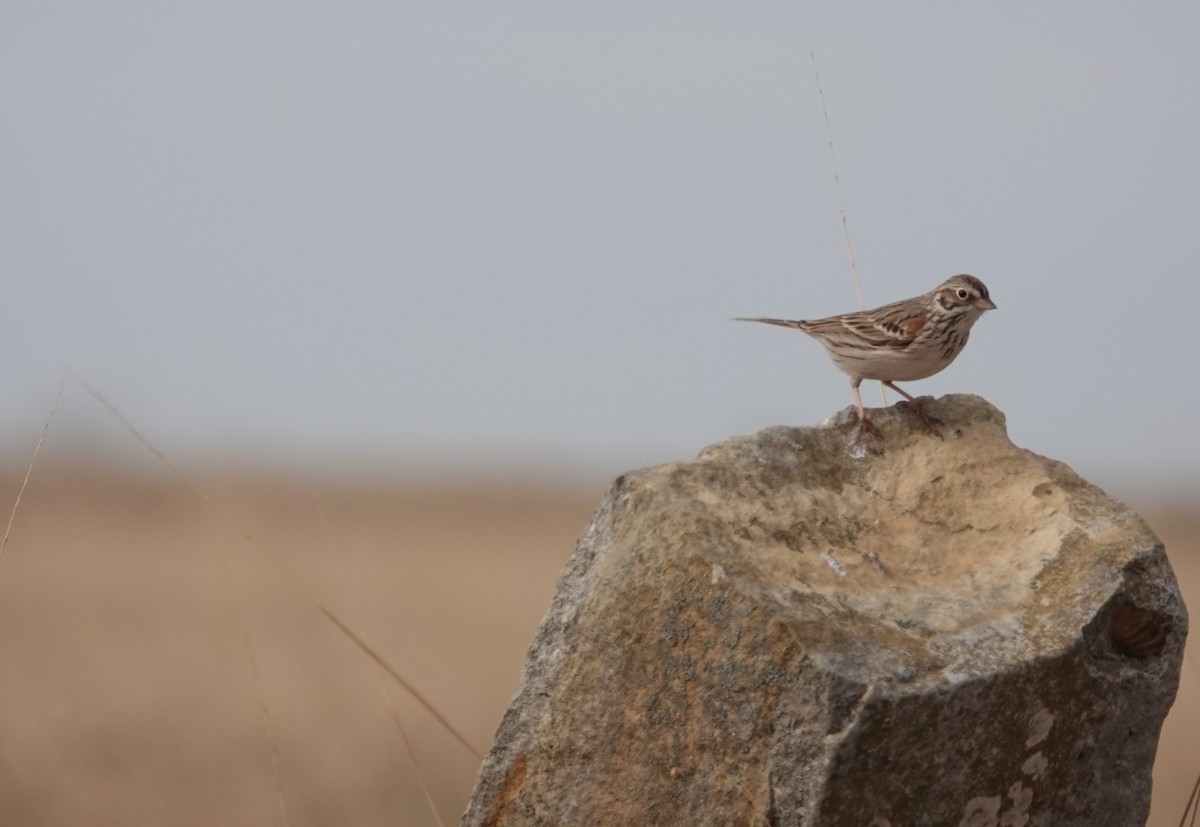 Vesper Sparrow - ML438198861