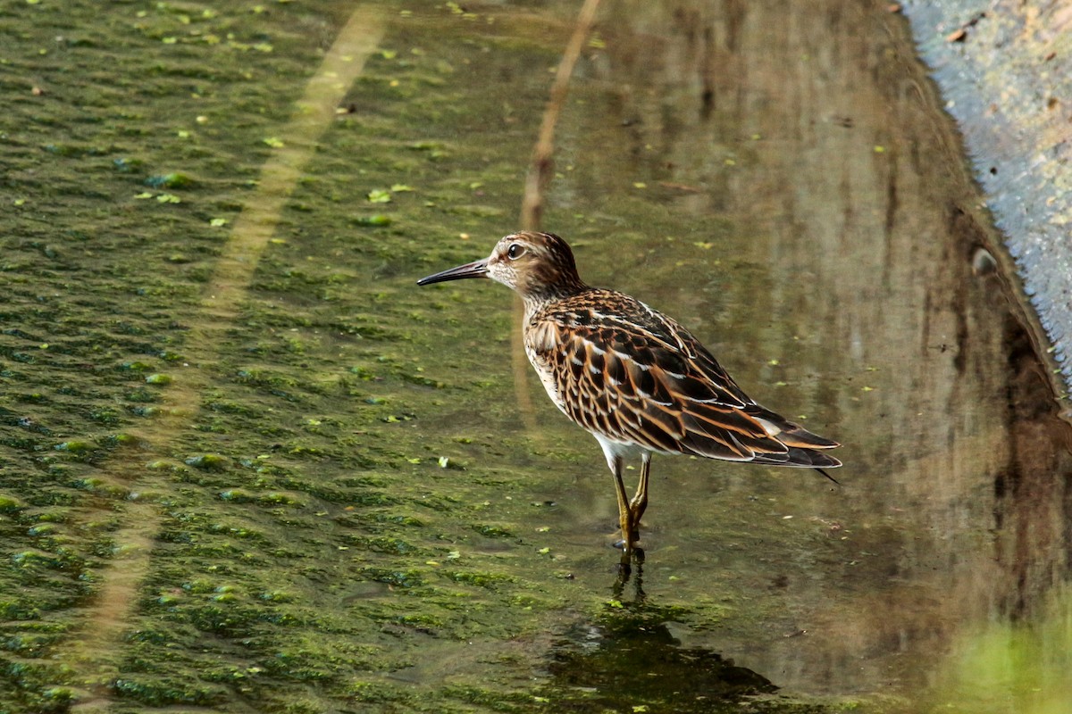 Pectoral Sandpiper - ML438199911