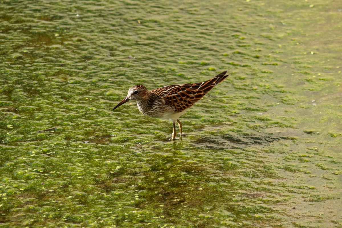 Pectoral Sandpiper - ML438199921