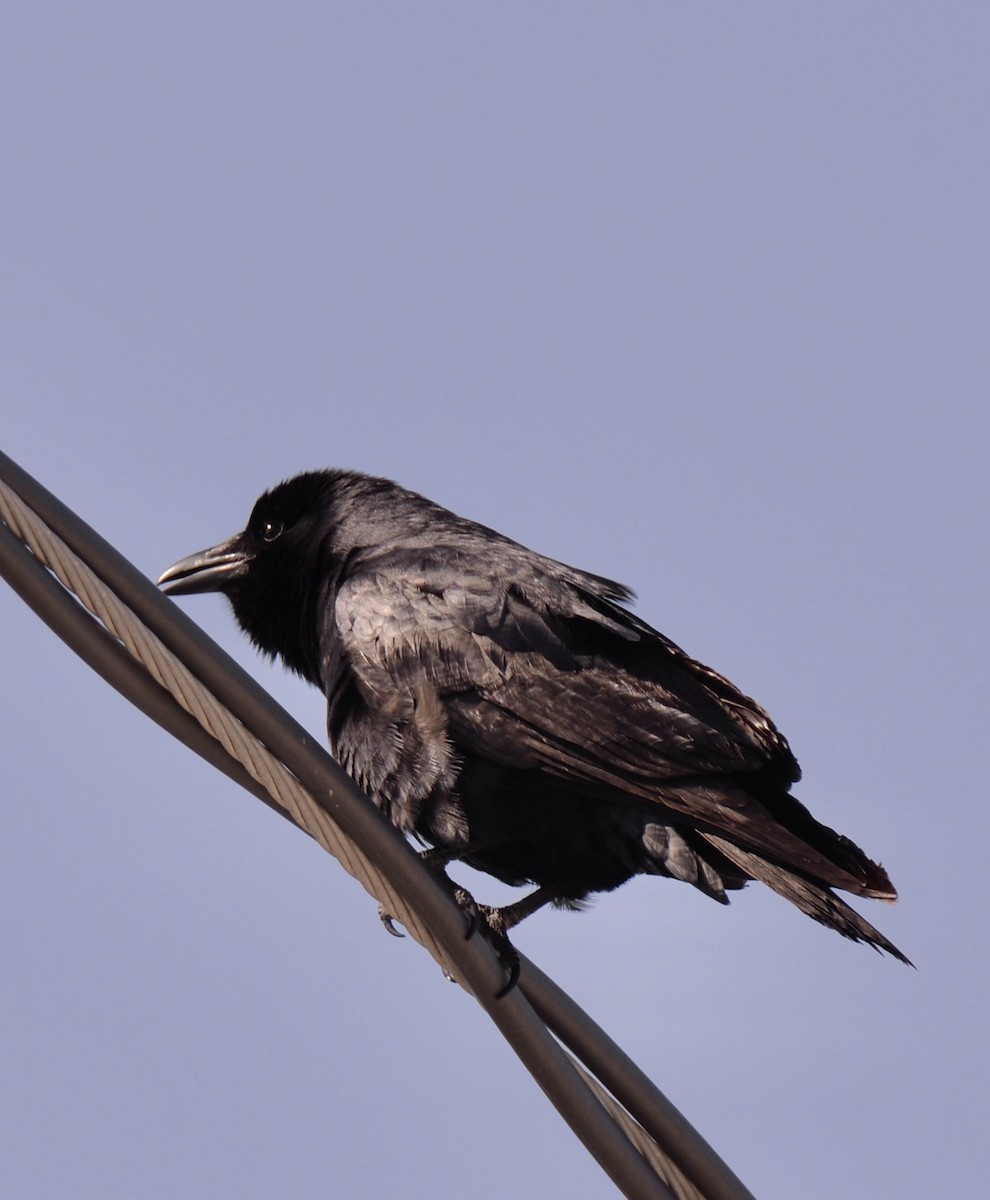 Fish Crow - Marcia Balestri