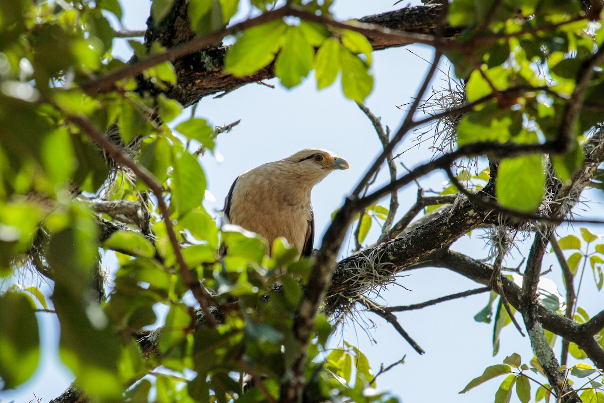 Caracara Chimachima - ML438201581