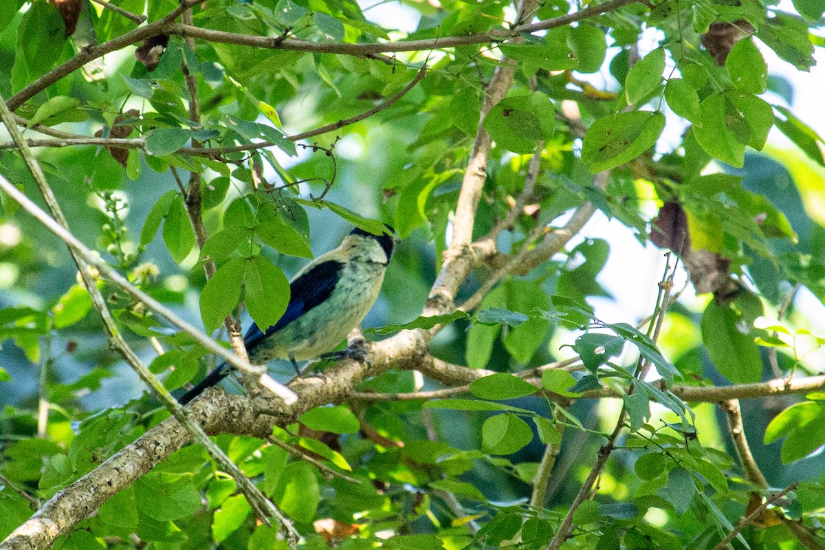 Black-headed Tanager - ML438203491