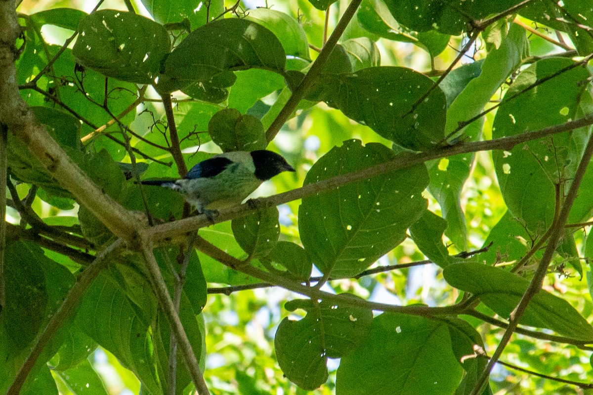 Black-headed Tanager - ML438203511