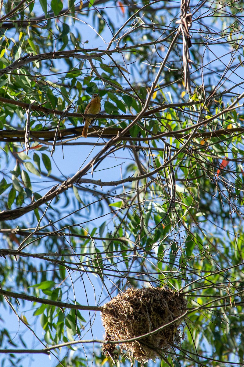 Chestnut-crowned Becard - ML438203961