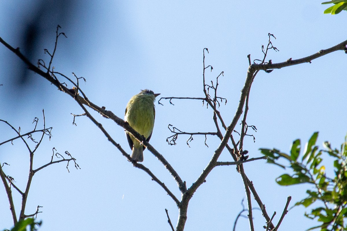 Southern Beardless-Tyrannulet - ML438203981