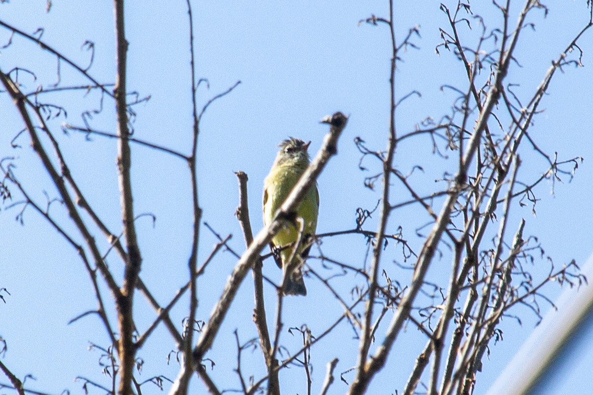 Southern Beardless-Tyrannulet - ML438204111