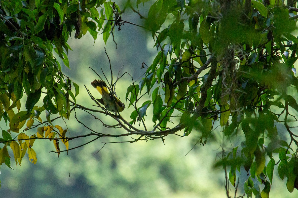 American Redstart - ML438204221