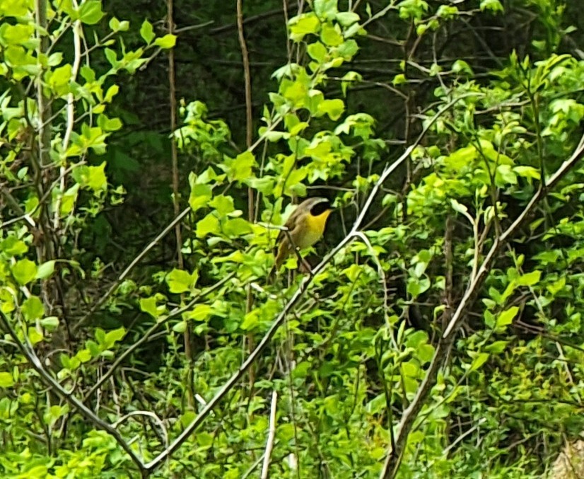 Common Yellowthroat - ML438206131