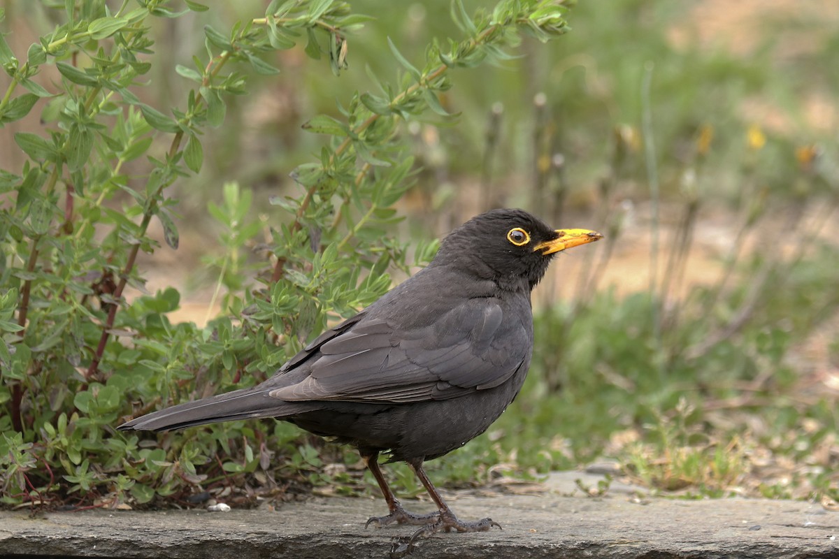 Eurasian Blackbird - ML438206671