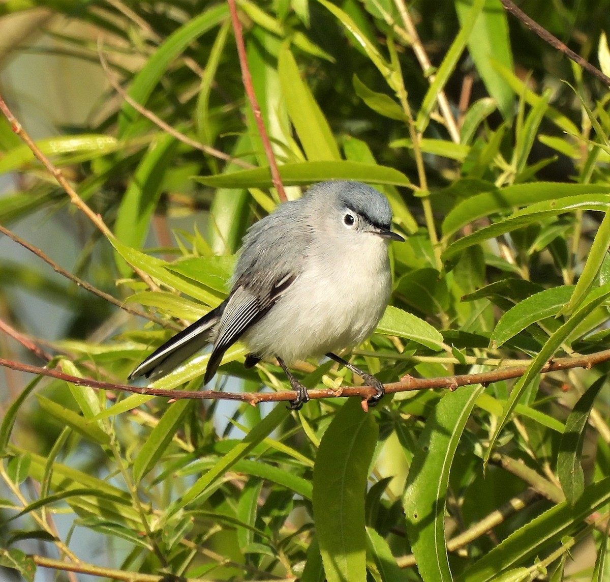 Blue-gray Gnatcatcher - ML438207901
