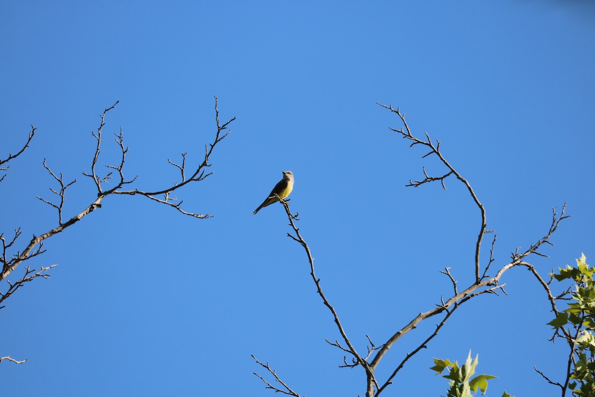 Western Kingbird - ML438209841