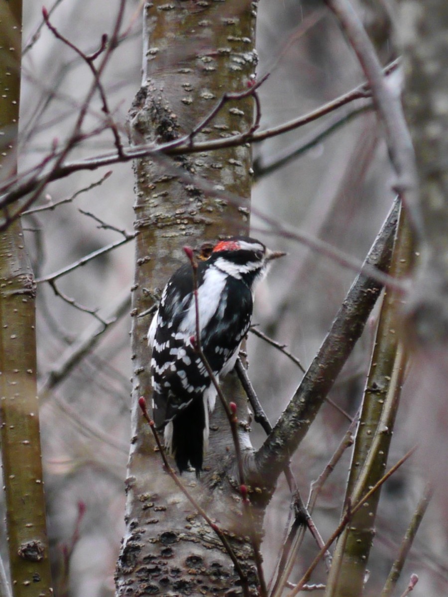 Downy Woodpecker - ML438210021