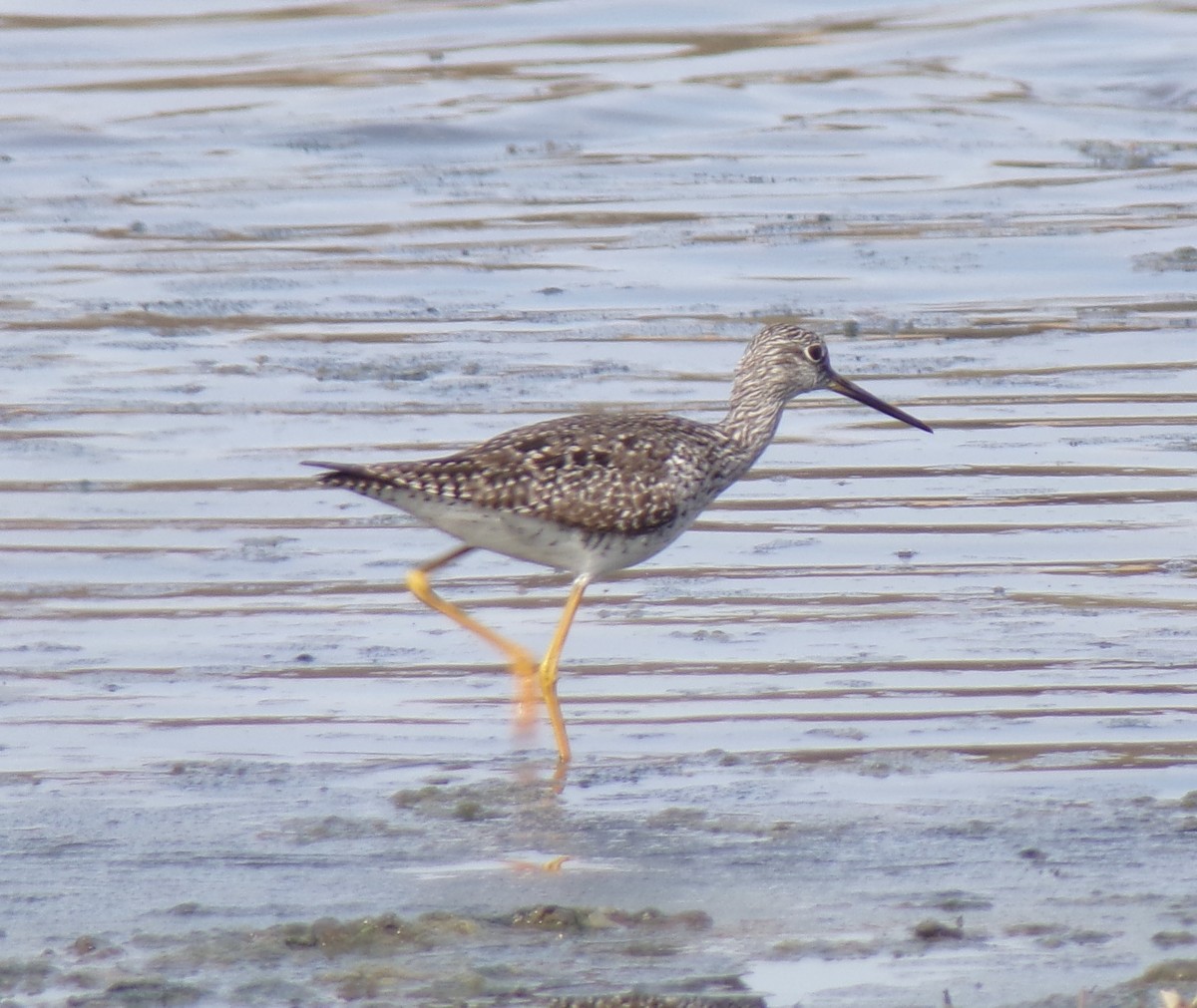 Grand Chevalier - ML438210481