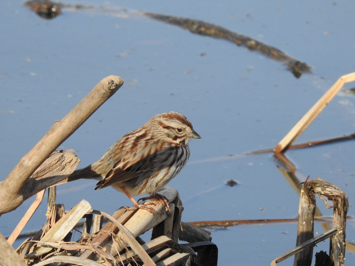 Song Sparrow - Kristina Beeby Curtis